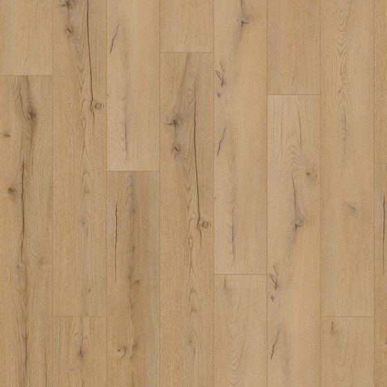 D4176 639176 CHENE CENTAURE