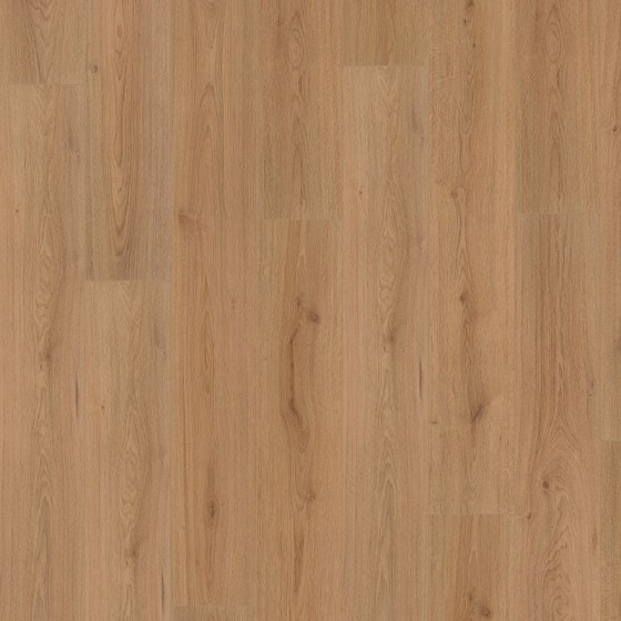 D3125 639125 CHENE PERSEE