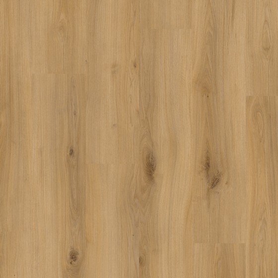 TCF666 638666 CHENE ANDROMEDE