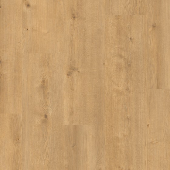 LAM697 638797 CHENE DORADO